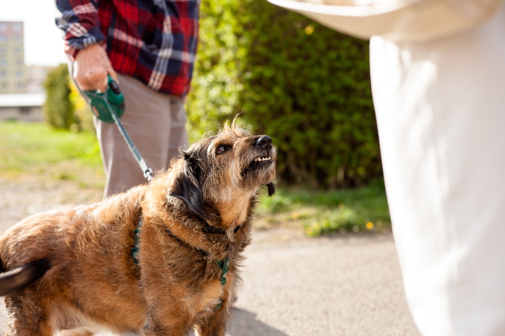 Huntington Dog Bite Injury Lawyers | Friedman & Simon, L.L.P.